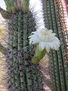 Stenocereus thurberi-flower.jpg