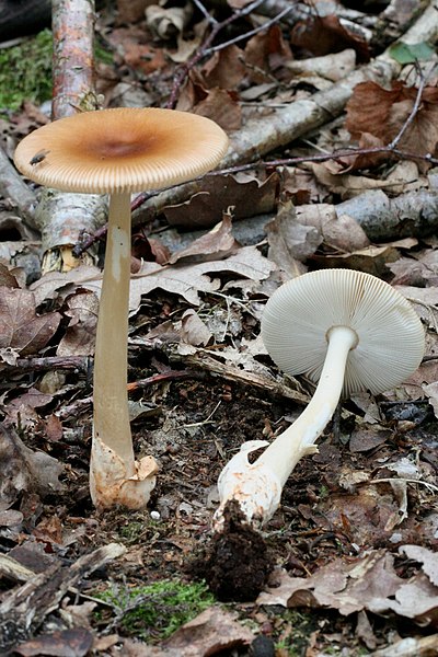 Fil:Amanita fulva 060820w.jpg