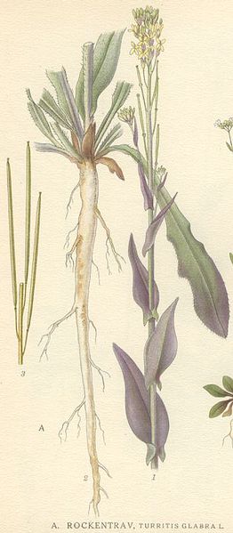 Fil:Arabis glabra.jpg