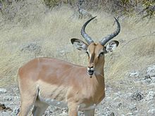En impala i Etosha nationalpark, Namibia