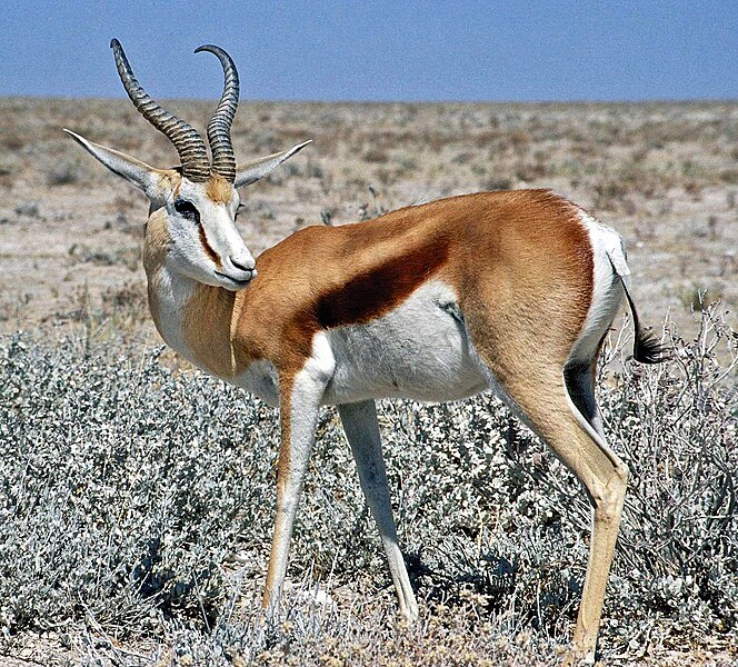 Fil:Springbok Namibia.jpg