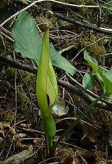 Arum maculatum jfg2.jpg