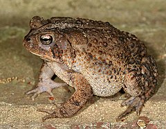 Bufo americanusPCCA20060417-3352B.jpg