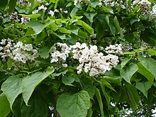 Catalpa speciosa1UME.jpg