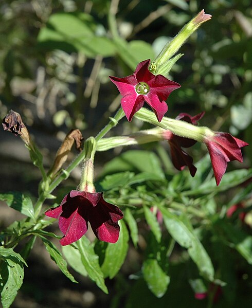 Fil:Nicotiana alata flowers.jpg