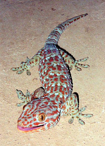 Fil:Tokay Gecko.jpg