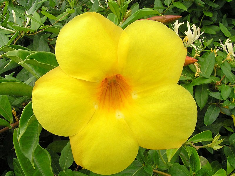 Fil:Bright yellow flower.jpg