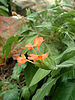 Crossandra infundibuliformis