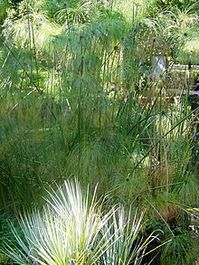 Cyperus papyrus.jpg