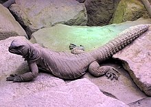 Uromastyx aegyptia