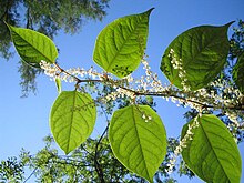 Fallopia-japonica(Blaetter).jpg