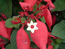 Röd flaggbuske (M. erythrophylla)