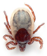 Den vanliga fästingen (Ixodes ricinus).