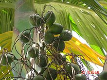 Nötter i betelpalm (Areca catechu