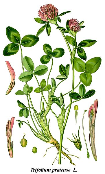 Fil:Cleaned-Illustration Trifolium pratense.jpg