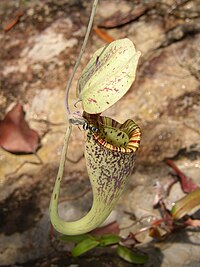 En myra på en Nepenthes rafflesiana