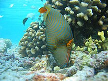 Orange-lined Triggerfish.jpg