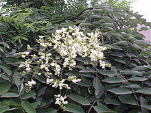 Pagodträd (S. japonicum)