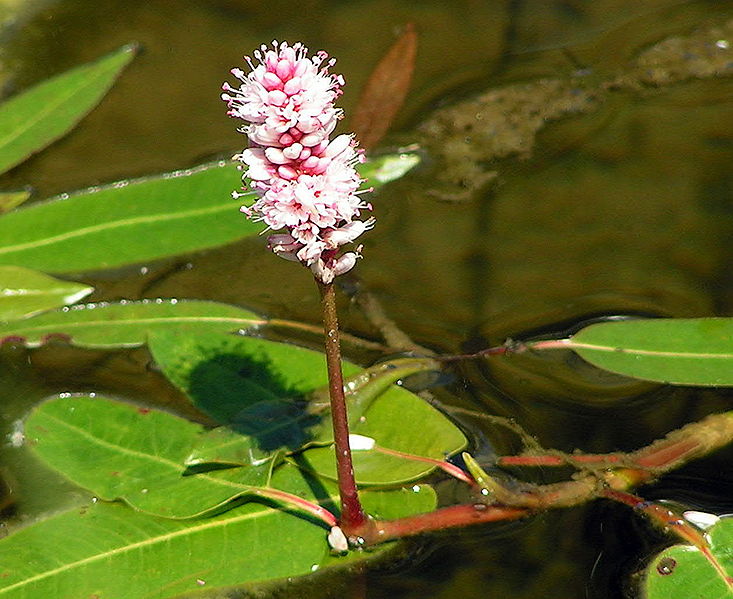 Fil:Persicaria amphibia.jpg