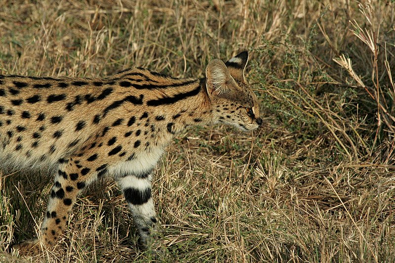 Fil:Serengeti Serval.jpg