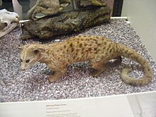 Leopardmård