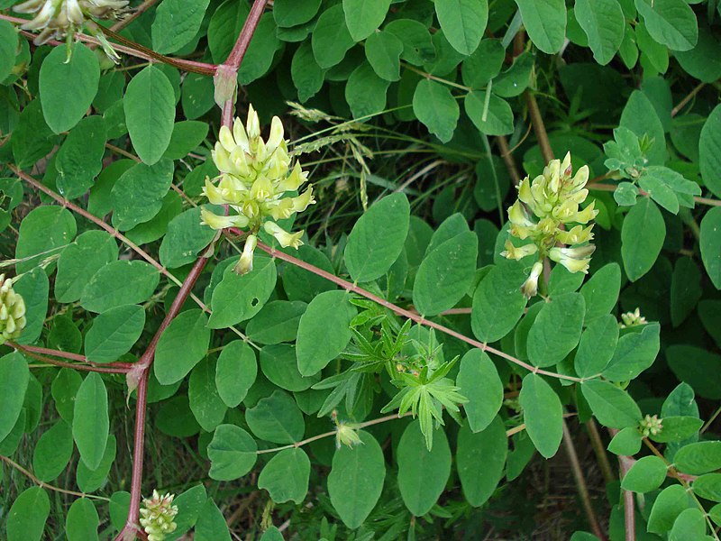 Fil:Astragalus glycyphyllos W.jpg