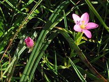 Centaurium littorale.jpeg