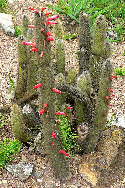 Fil:Cleistocactus hyalacanthus 1.jpg