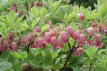 Purpurklockrosling (M. multiflora)