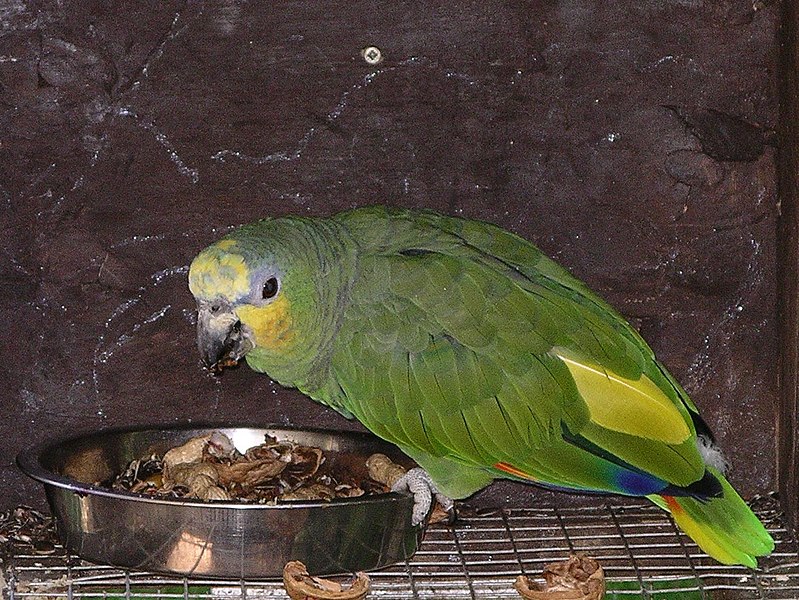 Fil:Orange-winged amazon parrot 31l07.JPG