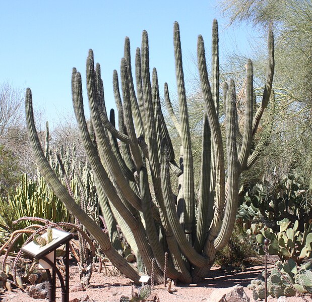 Fil:Stenocereus thurberi - Desert Botanical Garden.jpg