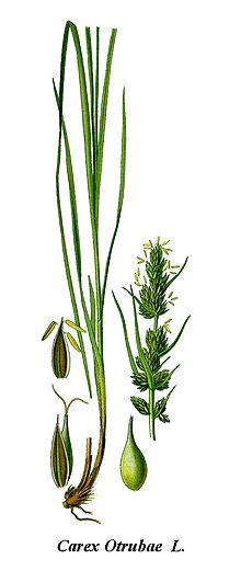 Cleaned-Illustration Carex otrubae.jpg
