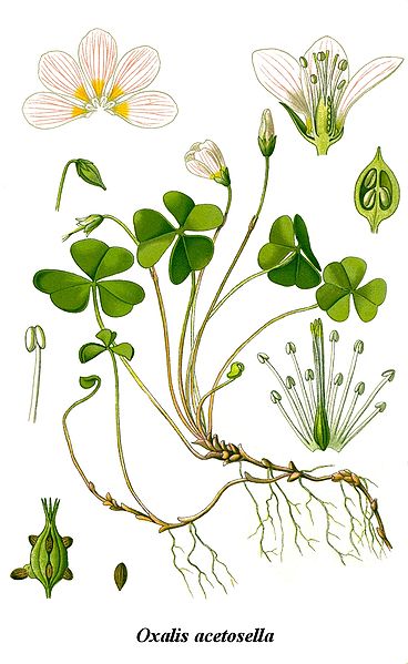 Fil:Cleaned-Illustration Oxalis acetosella.jpg