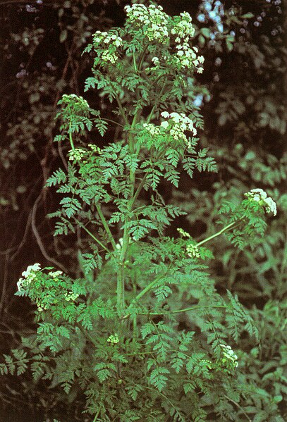 Fil:Conium maculatum.jpg