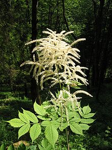 Aruncus dioicus.jpg