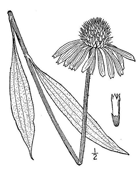 Fil:Echinacea.paradoxa01.jpg