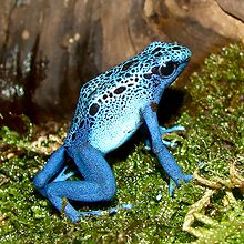 Dendrobates-azureus.jpg