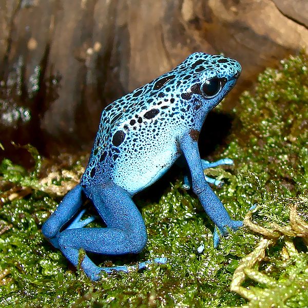 Fil:Dendrobates-azureus.jpg