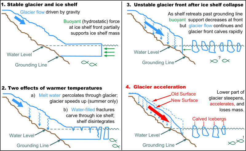 Fil:Glacier-ice shelf interactions.svg