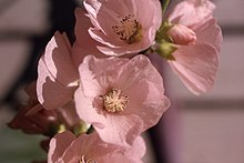 Bäckmalva (I. rivularis)