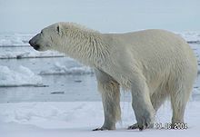 Polarbear spitzbergen 1.jpg
