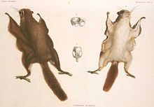 Pteromys momonga