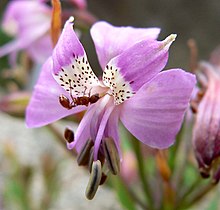 Alstromeria revoluta