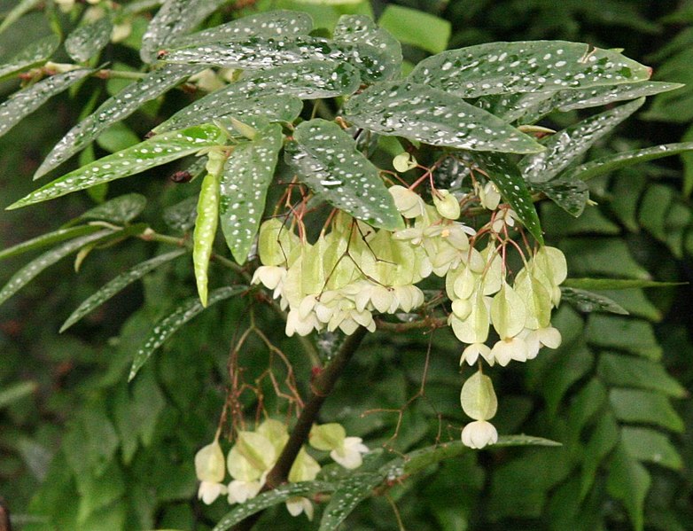 Fil:Begonia albopicta 02.jpg