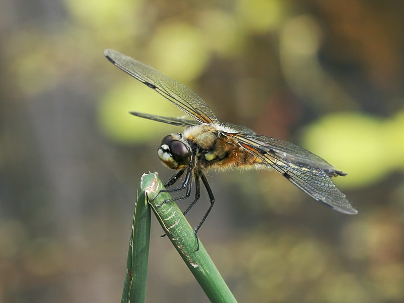 Fil:Dragonfly macro.jpg