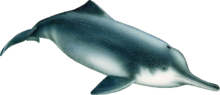 Teckning av en asiatisk floddelfin