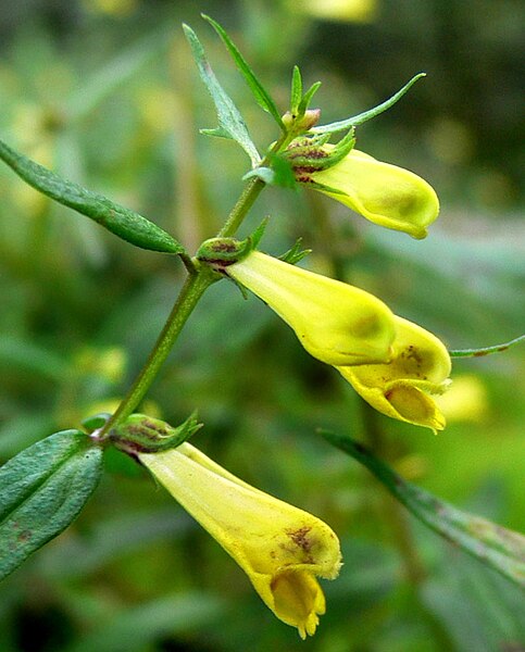 Fil:Mélampyre des prés (Melampyrum pratense)FL6flower.jpg