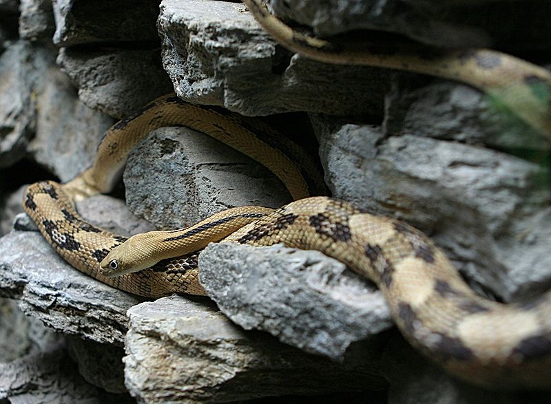 Fil:Trans-Pecos Rat Snake.jpg