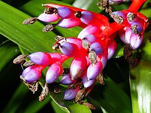 Fil:Aechmea weilbachii pendula.jpg