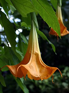 Änglatrumpet (Brugmansia sp.)